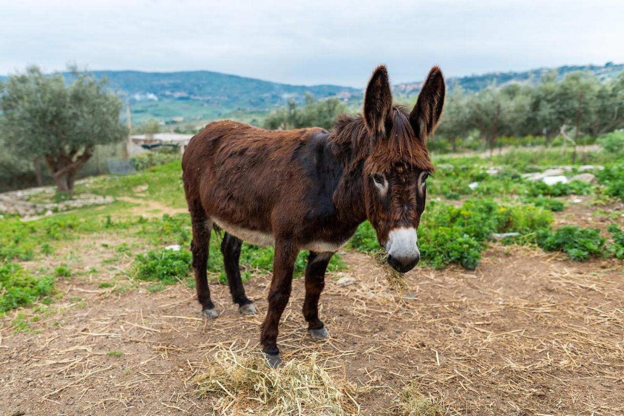 Отель Roba Albanisi Aragona Экстерьер фото